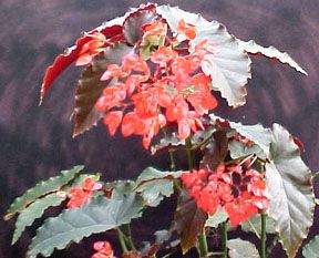 B. 'Red Wonder'