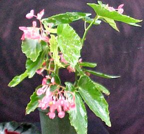 B. 'Pink Wonder'