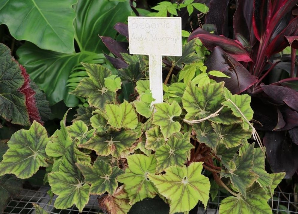 B. 'Audie Murphy'