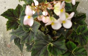 B. 'Edy Murphy'