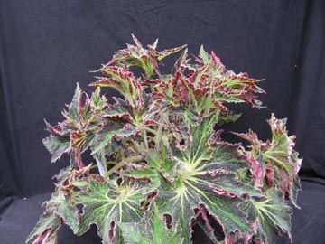 B. 'Heavenly Lace'