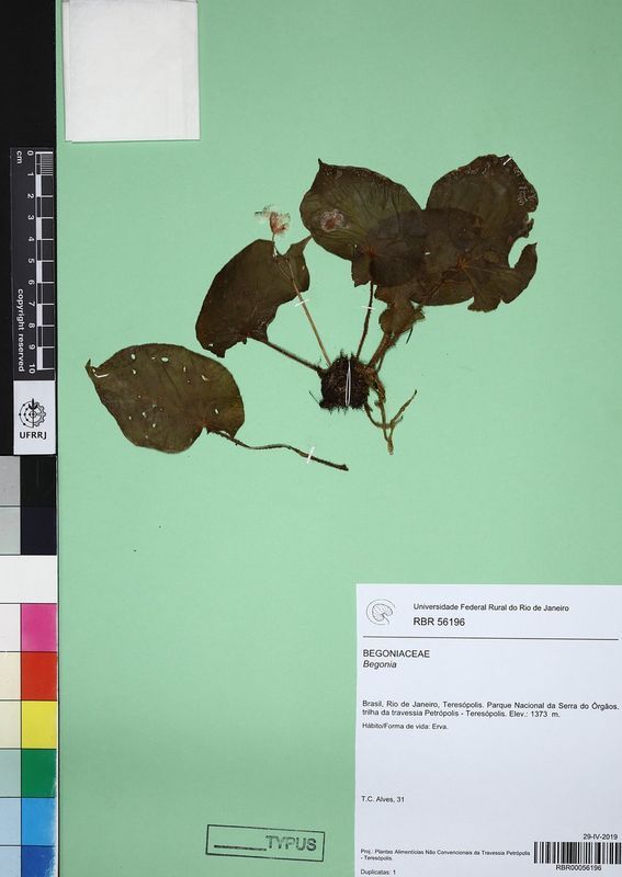 B. altimontana