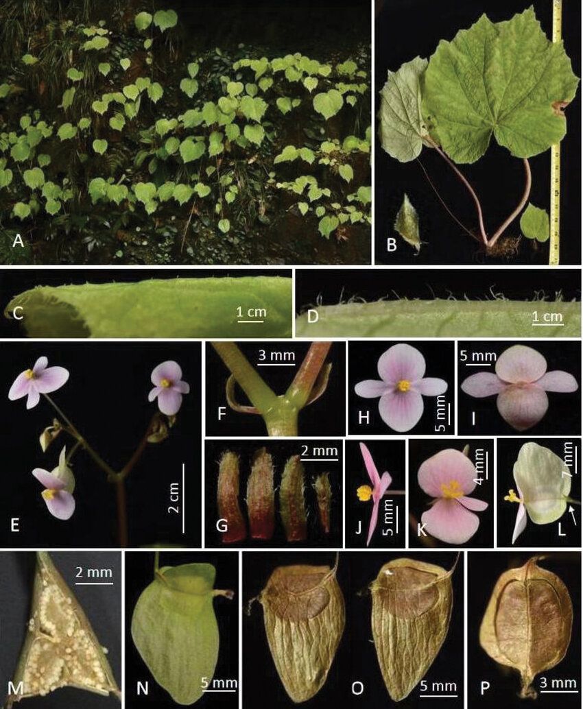 B. angustibracteata