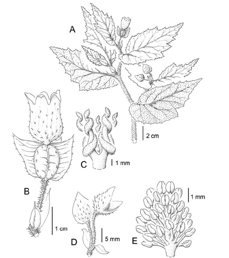 B. arauensis