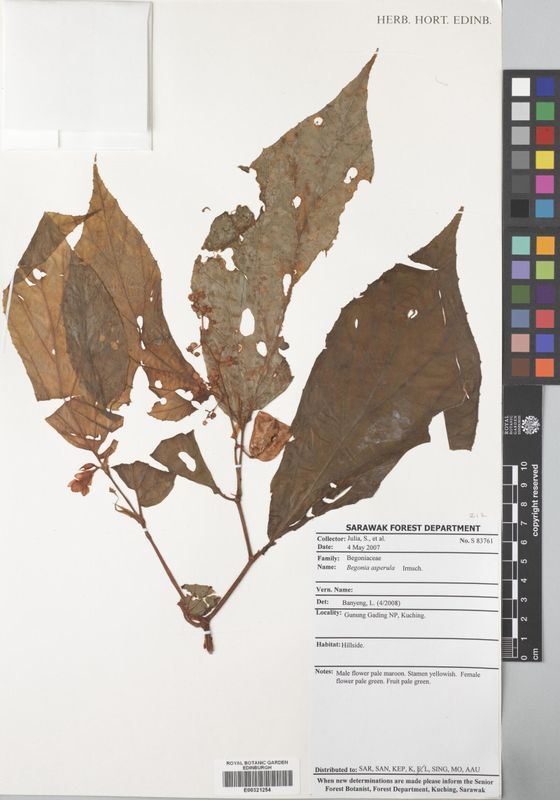 B. aspersa