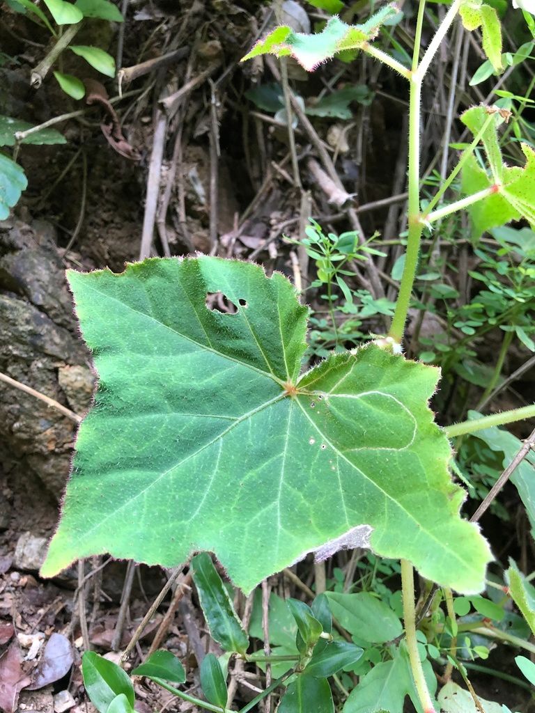 B. asteroides