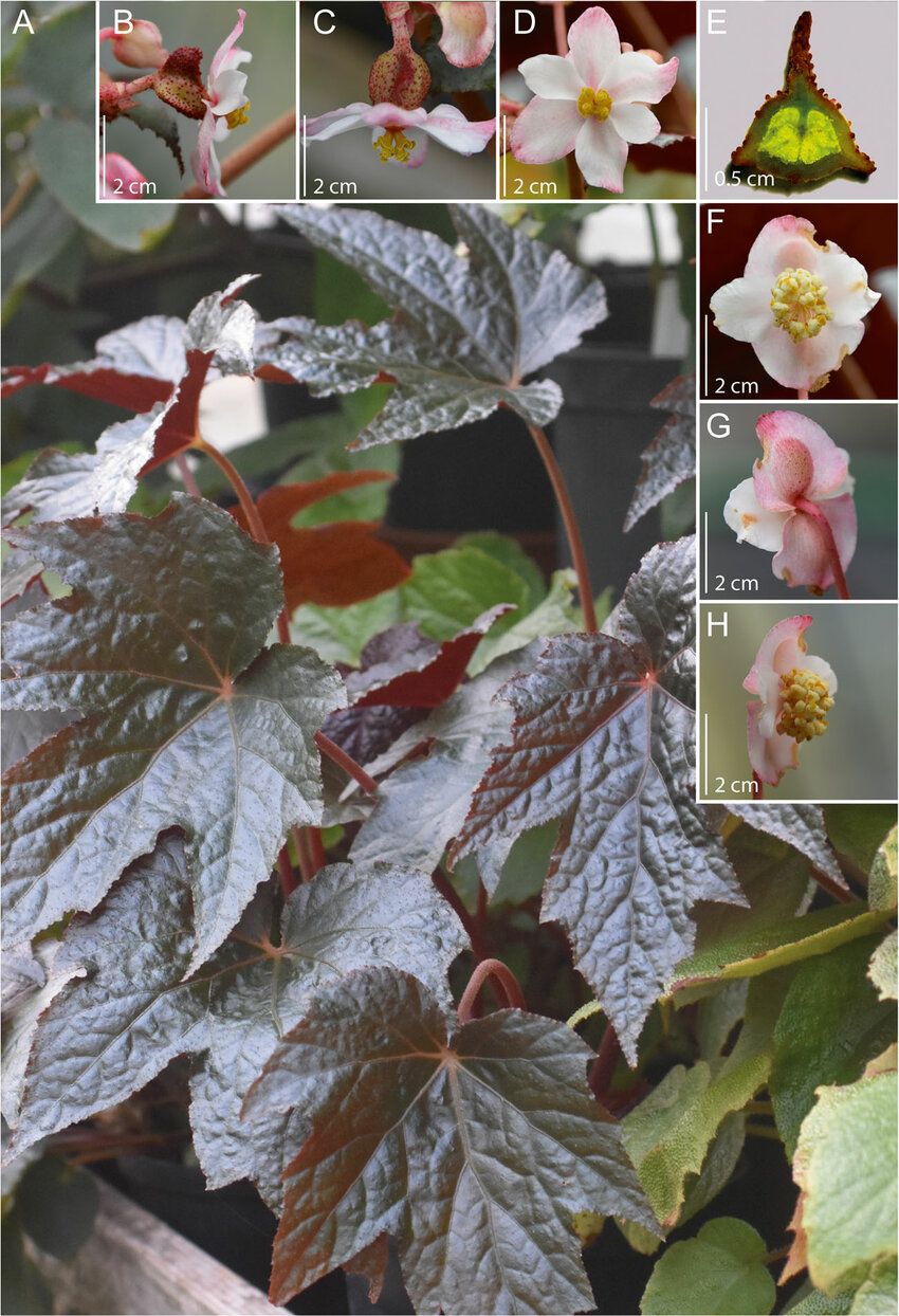 B. atrofusca