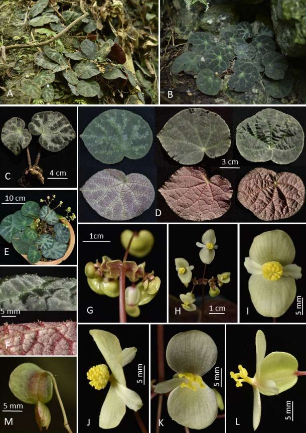 B. bacsonensis