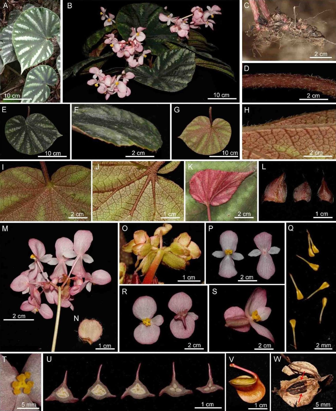 B. barosma