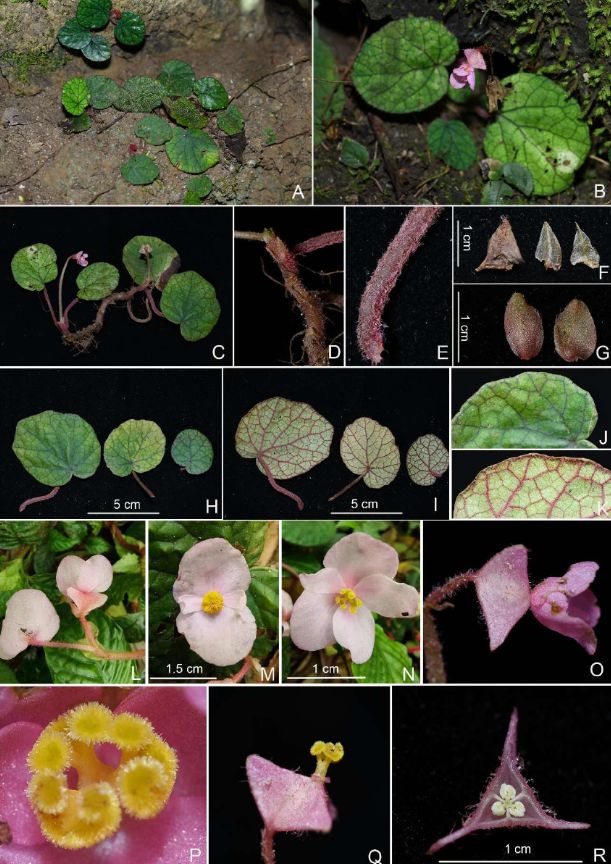 B. bazhaiensis