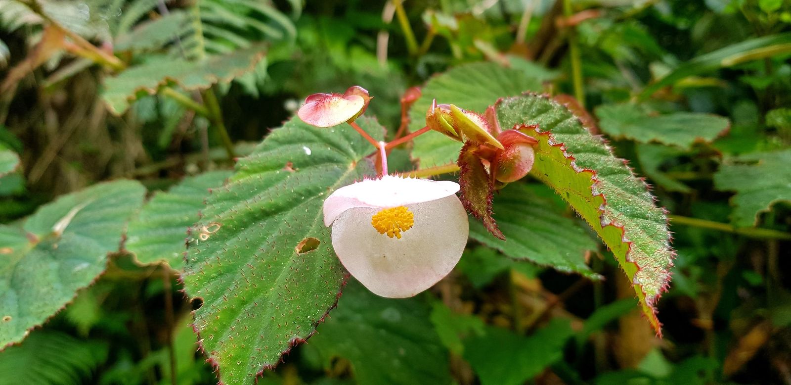 B. bessangpassensis