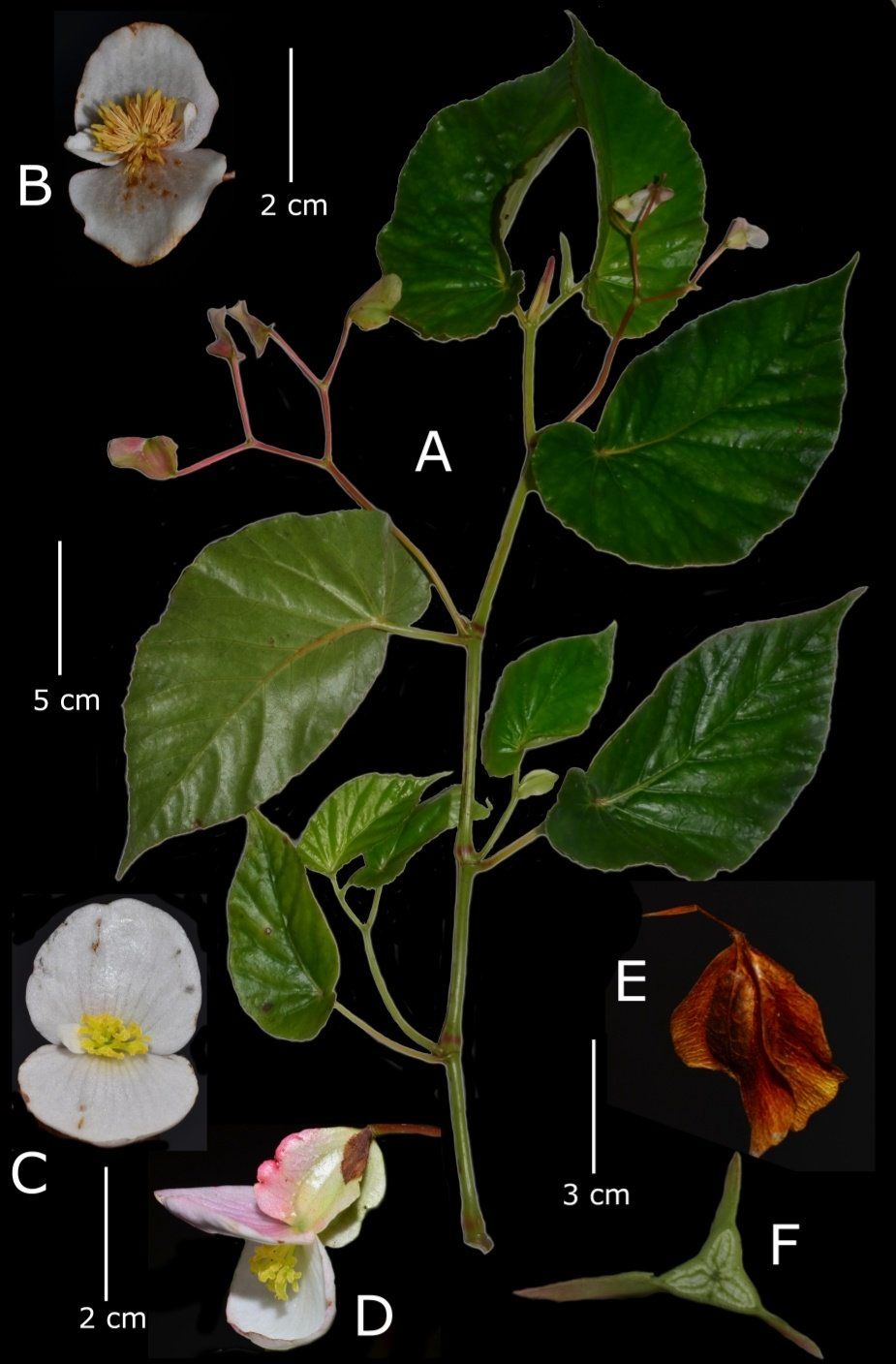 B. betancurii