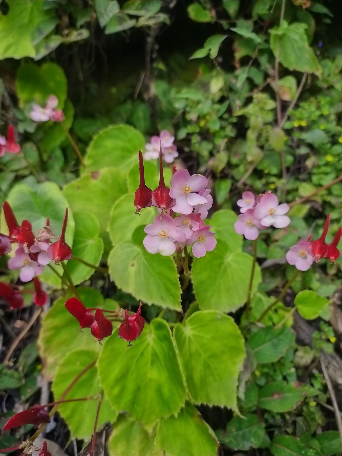 B. bijantiae