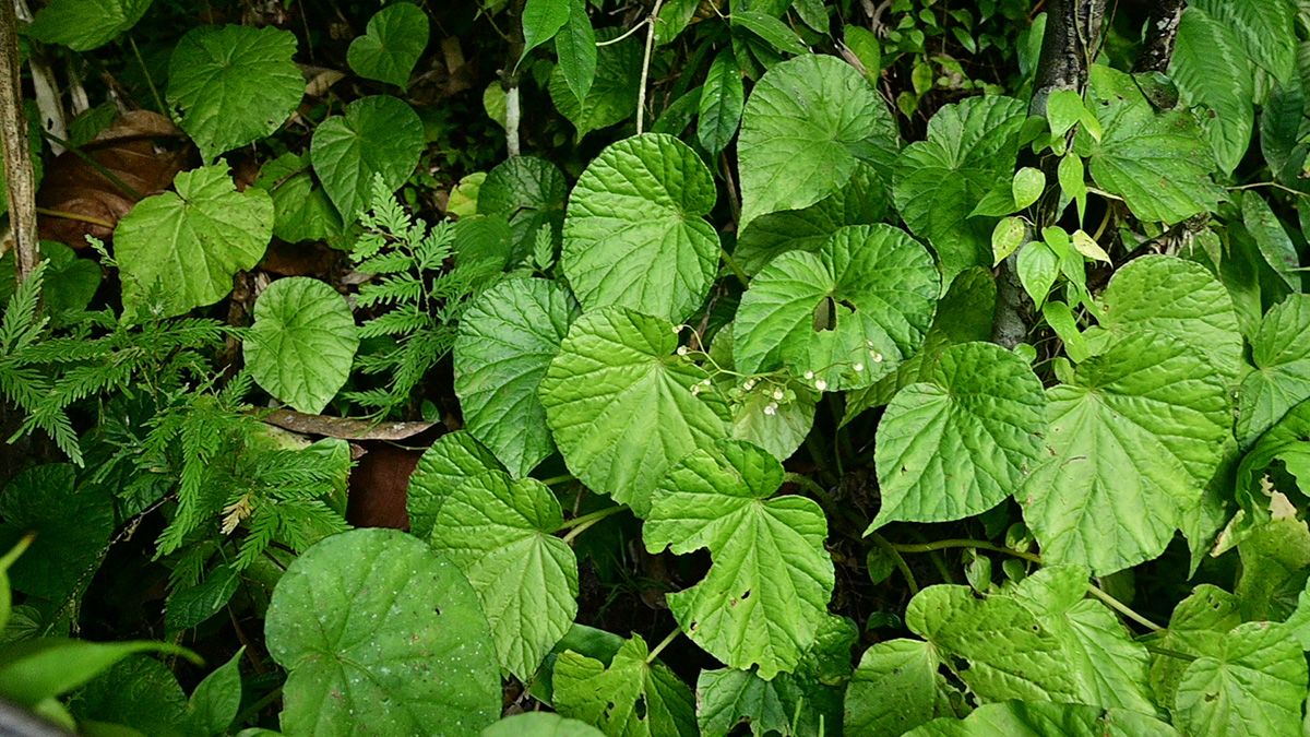 B. camugao