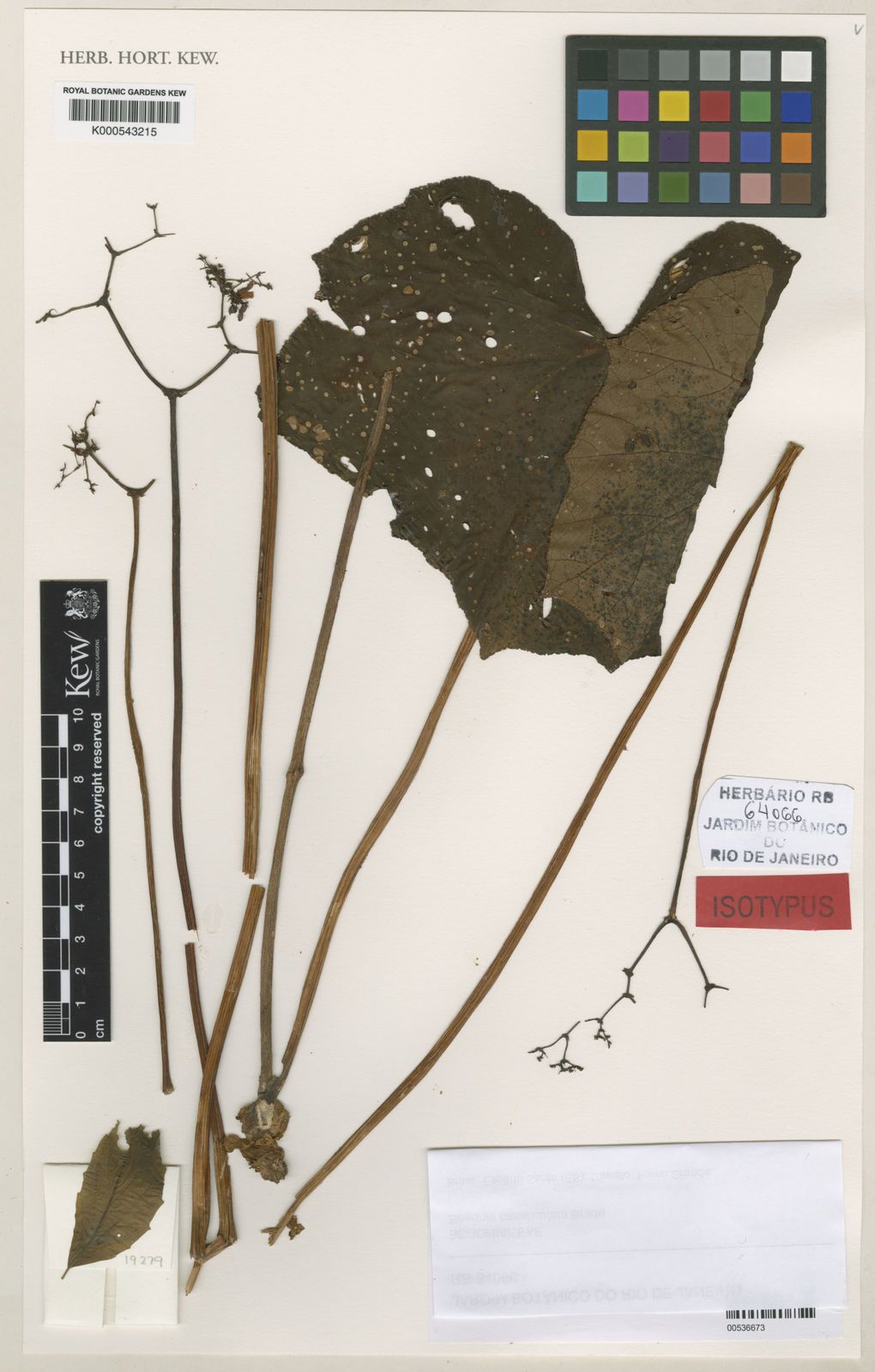 B. canaliculata