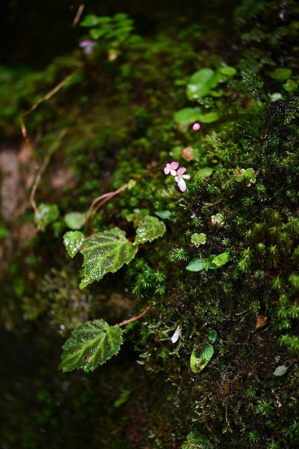 B. cangyuanensis