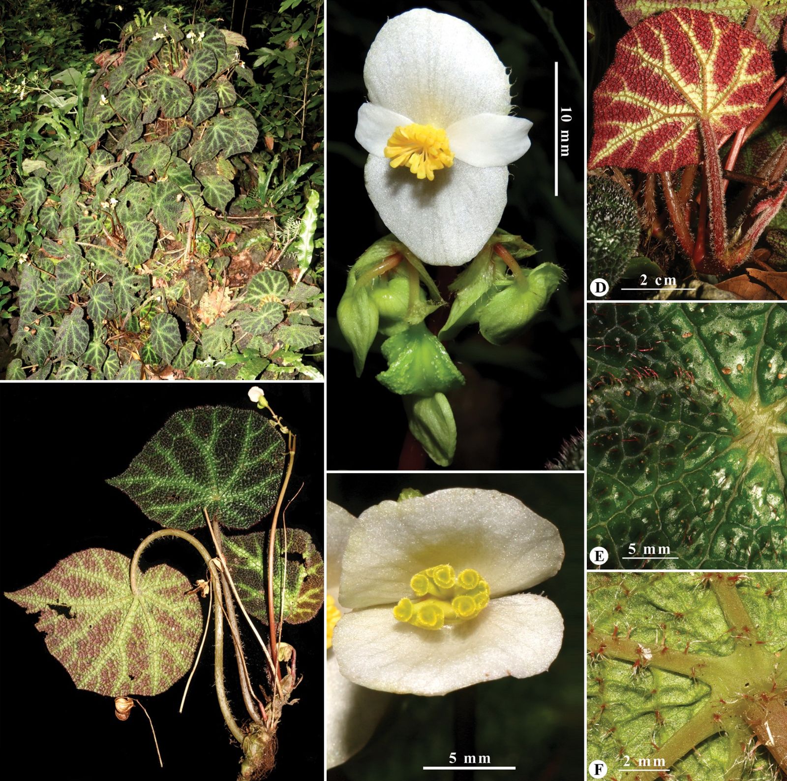 B. catbensis