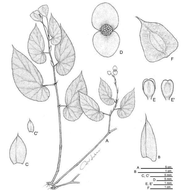 B. choiseulensis