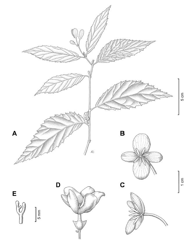 B. condorensis