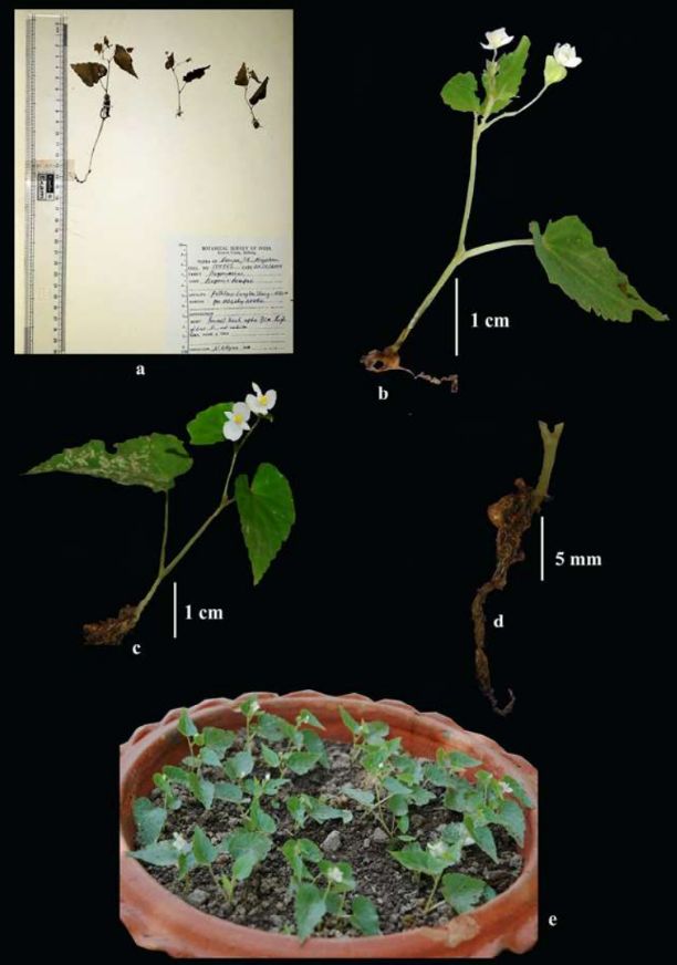 B. dampae