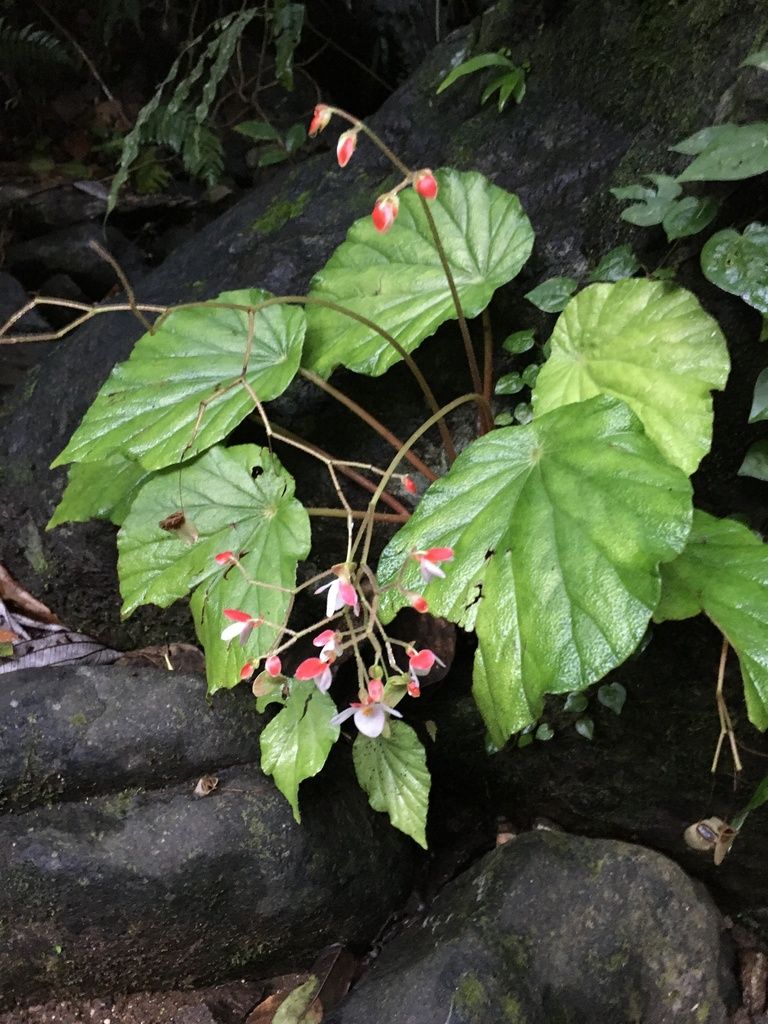 B. depressinerva