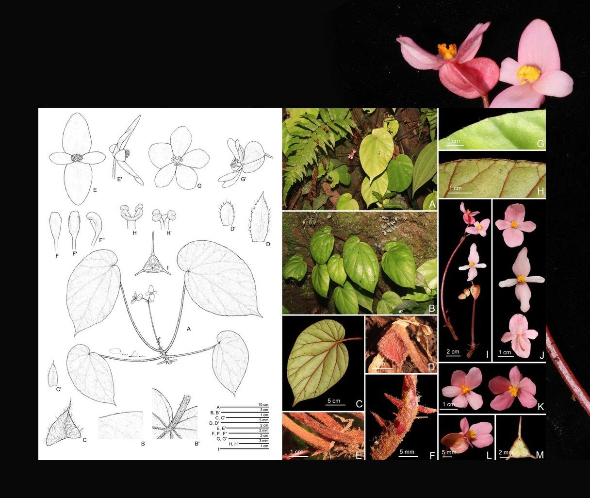 B. dieuanhiae