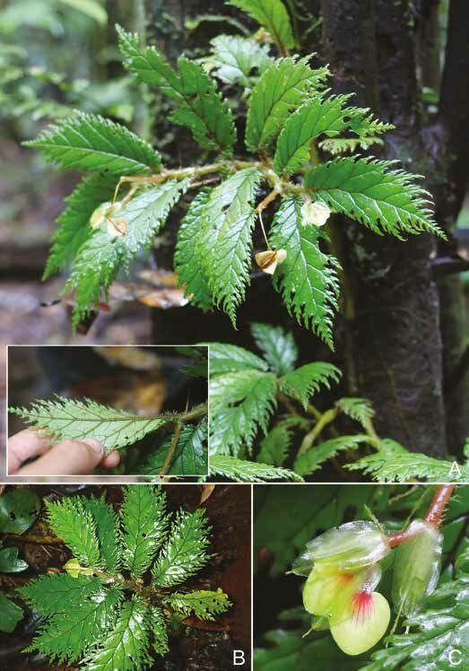 B. fractalifolia