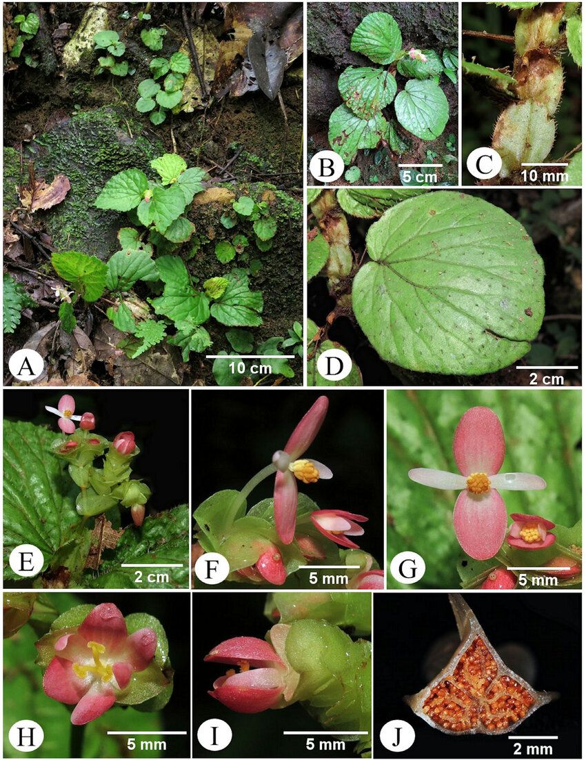 B. kumangiana