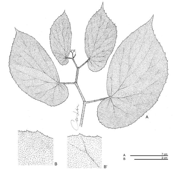 B. occulta