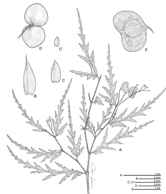 B. phycoduroides