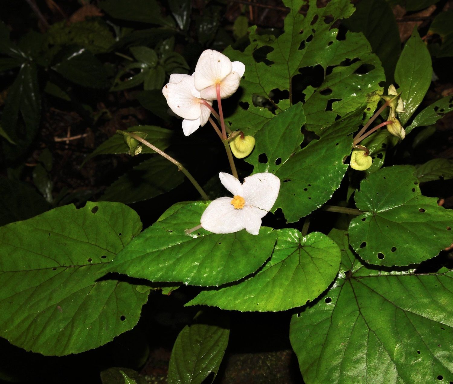 B. tuanii