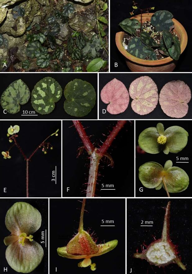 B. vonhaiensis