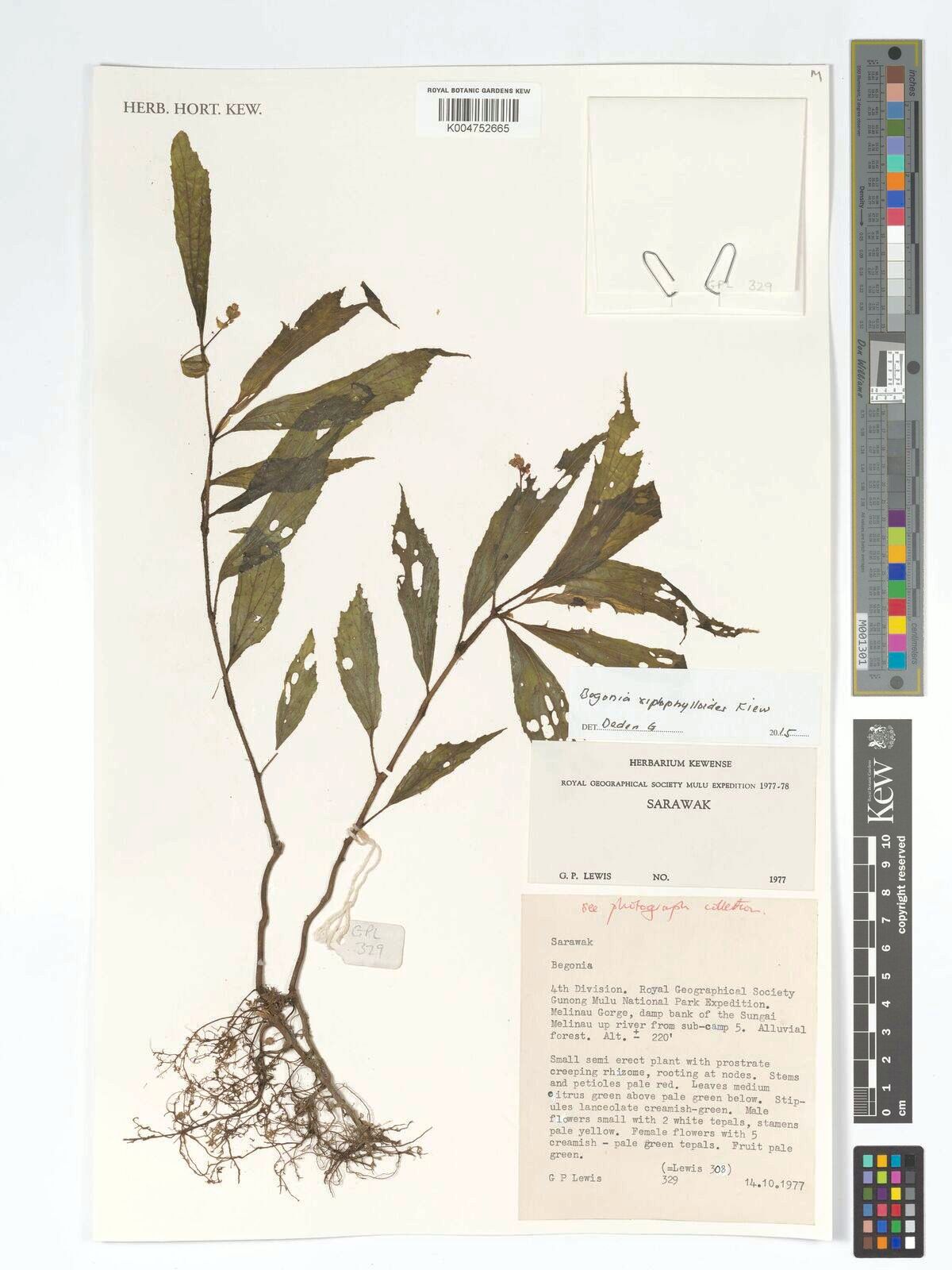 B. xiphophylloides