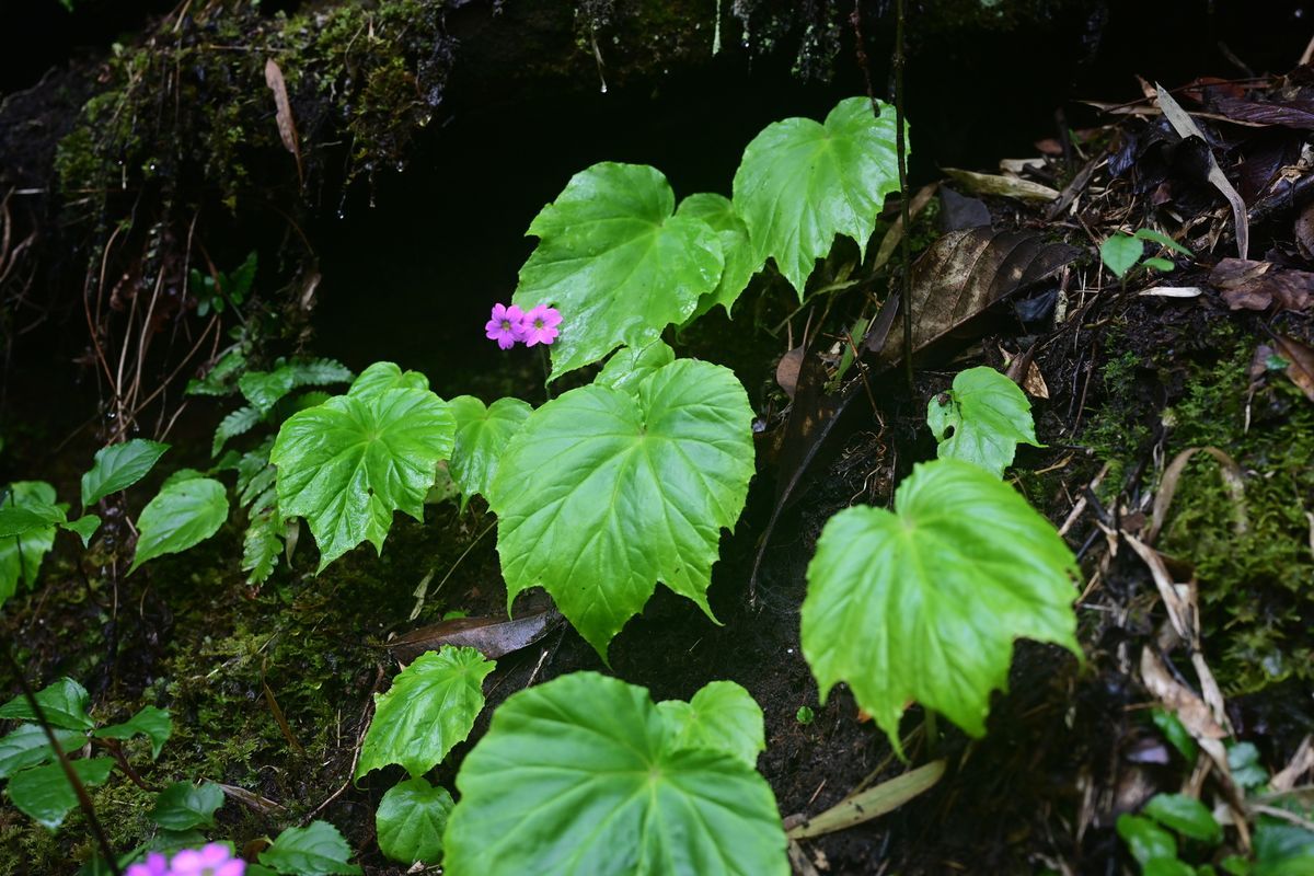 B. xishuiensis