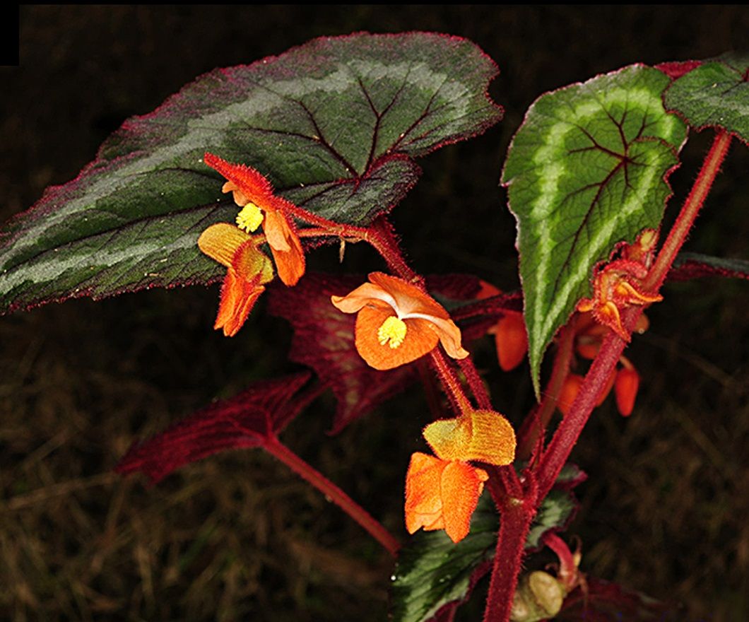B. xuansonensis