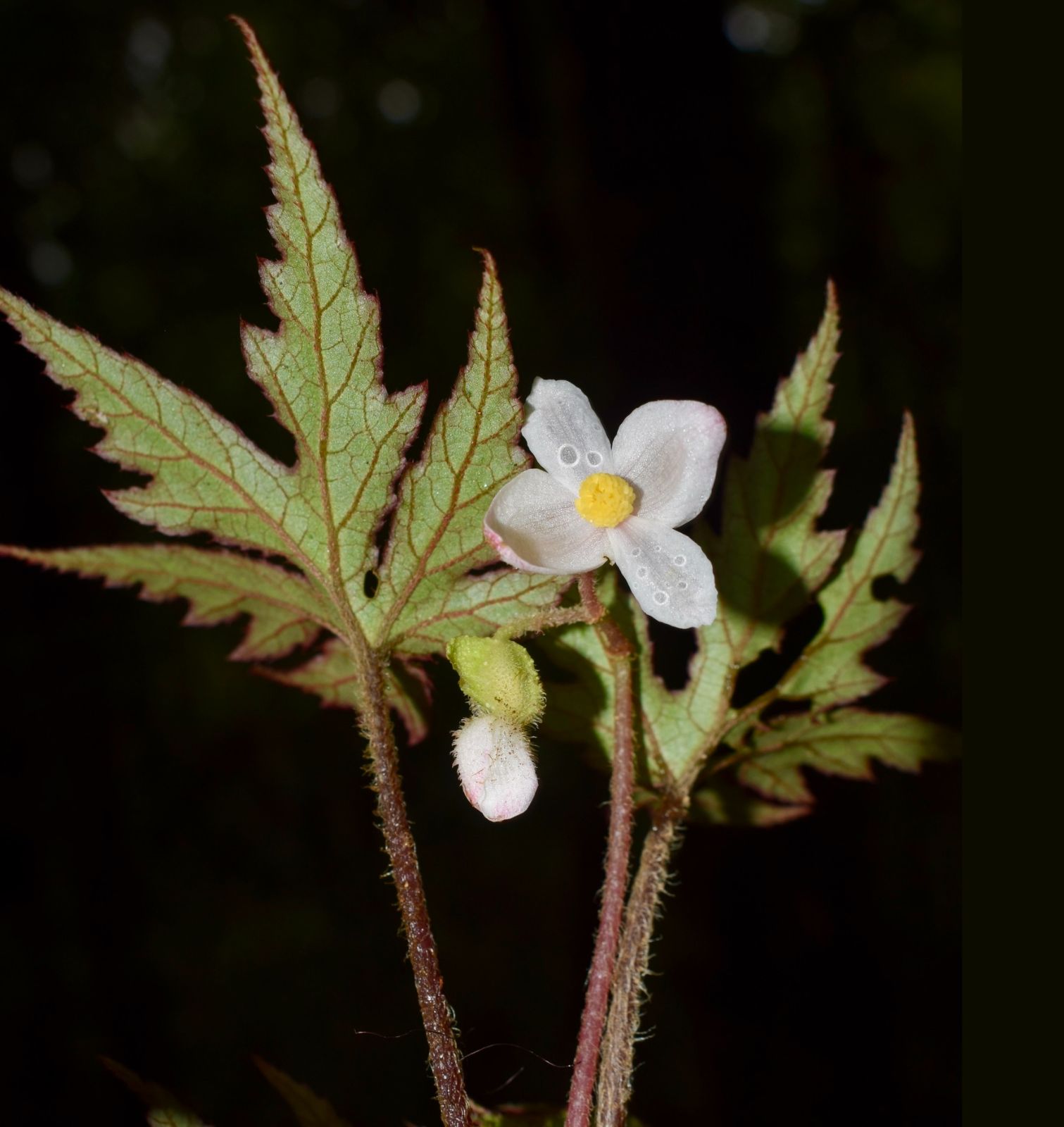 B. ziroensis