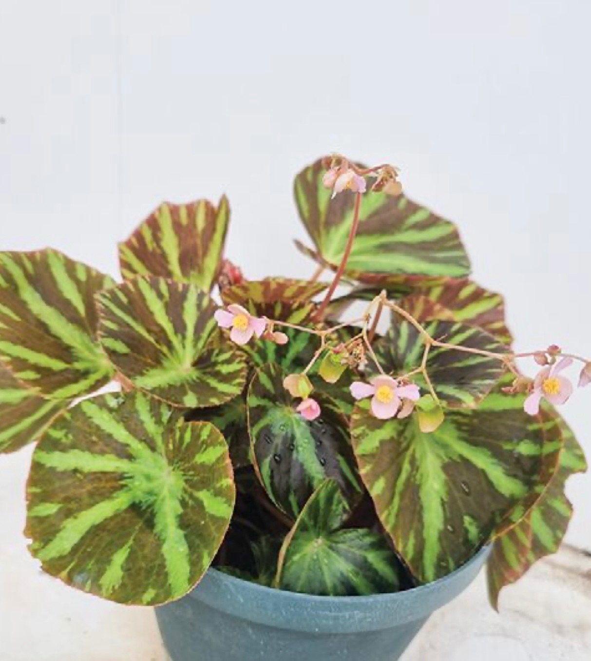 B. gironellae ‘Rain Tormo’