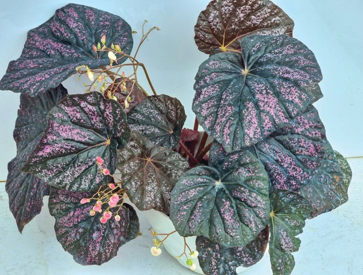 B. nigritarum ‘Mindanao Cotton Candy’