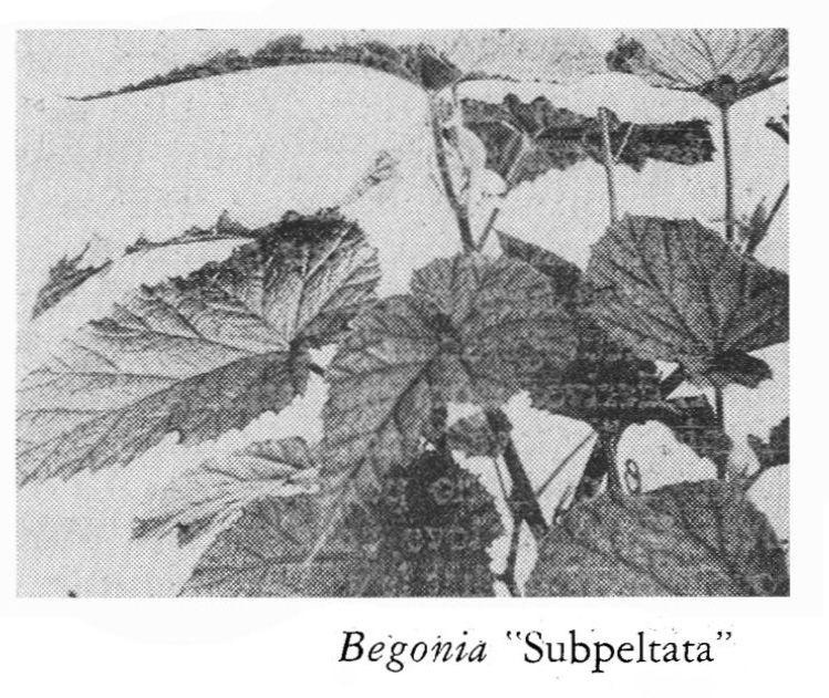 B. 'Subpeltata'