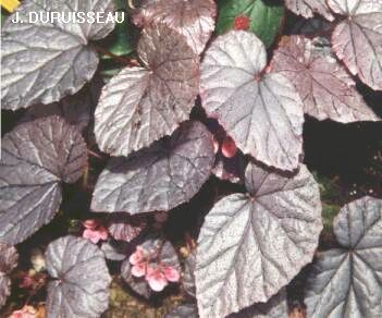 B. 'Subpeltata'