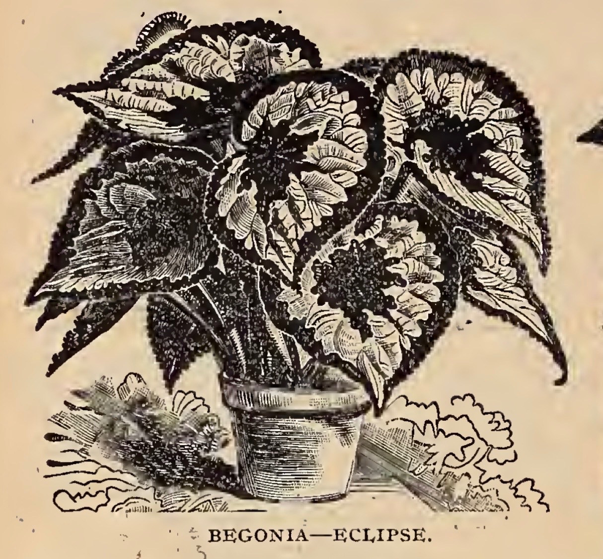 B. ‘Eclipse’