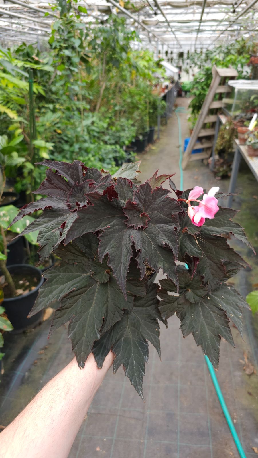 B. 'Charlie d'Emilio'