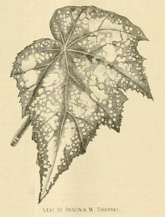 B. 'Monsieur Charrat'