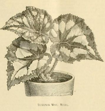 B. 'Madame Rival'