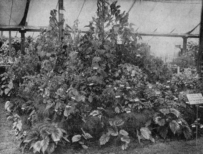 B. 'Noemie Mallet'