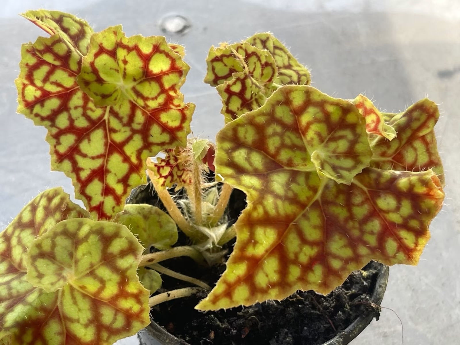 B. ‘Regents Beauty’