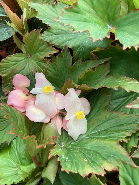 B. ‘Dunfield’