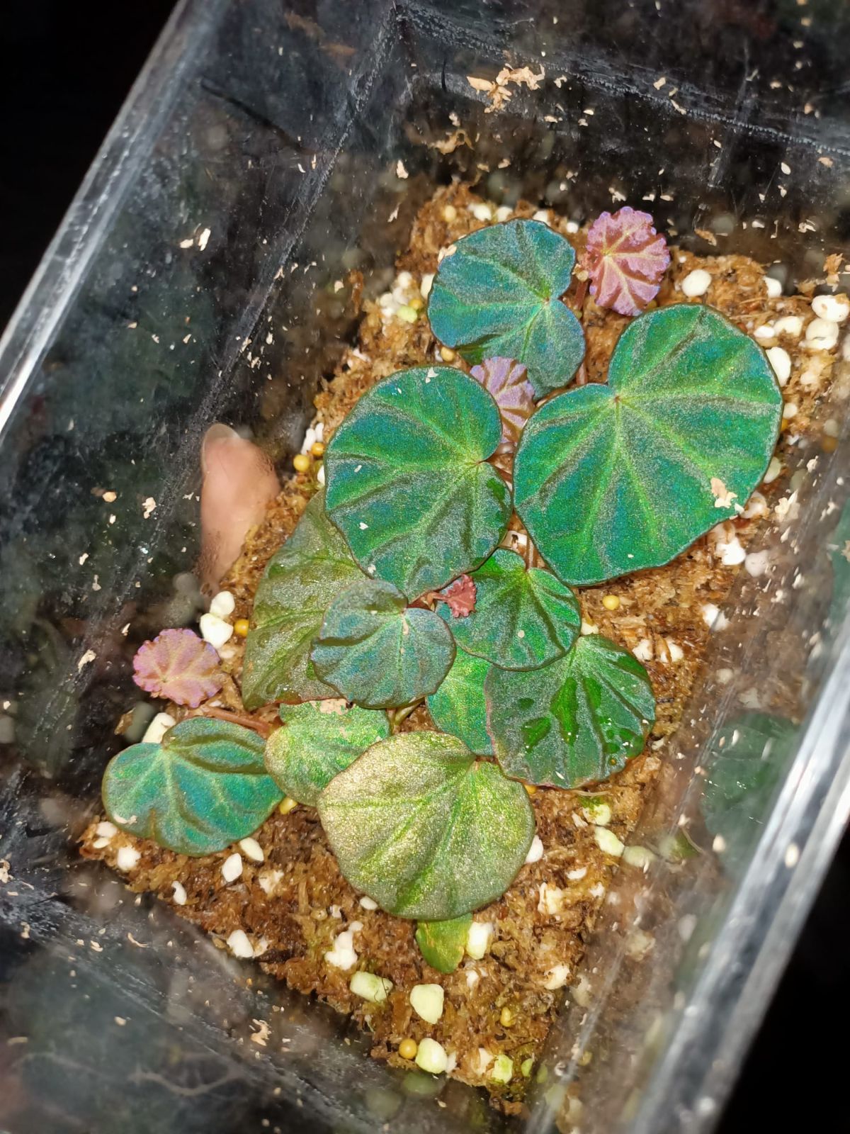 B. sp. Sarawak 'Blue'