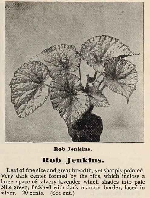 B. 'Rob Jenkins'