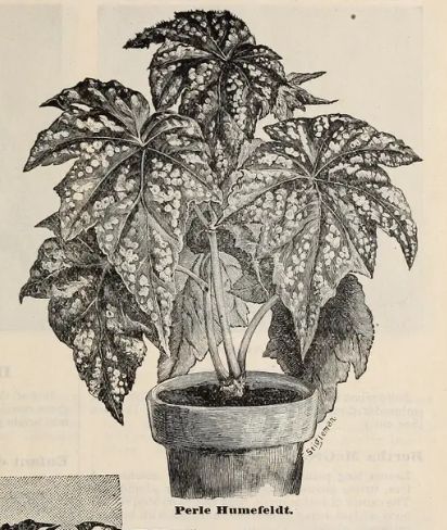 B. 'Perle Humefeldt'